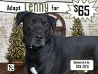 Adopt Lenny a Black Terrier (Unknown Type, Medium) / Labrador Retriever dog in