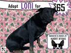 Adopt Loni a Black Labrador Retriever / Shepherd (Unknown Type) dog in Alvin