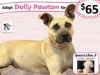 Adopt Dolly Pawton a Tan/Yellow/Fawn Black Mouth Cur dog in Alvin, TX (40224463)