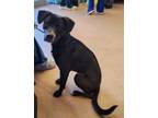 Adopt Peter a Black Labrador Retriever dog in Alvin, TX (40719133)