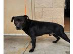 Adopt Mako a Black Labrador Retriever dog in Alvin, TX (40719129)