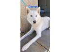 Adopt George a White Husky dog in Alvin, TX (40719127)