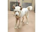 Adopt Fred a White Husky dog in Alvin, TX (40719126)