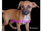 Adopt Phish Food a White - with Tan, Yellow or Fawn Cairn Terrier / Mixed dog in