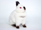 Adopt Rose a White Netherland Dwarf / Satin / Mixed (short coat) rabbit in