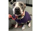 Adopt Gracie a Black American Pit Bull Terrier / Mixed Breed (Medium) / Mixed