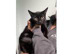 Adopt Pach a All Black Domestic Shorthair / Domestic Shorthair / Mixed cat in