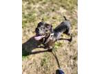 Adopt Divinia a Black Mixed Breed (Small) / Mixed Breed (Medium) / Mixed (short