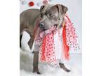 Adopt Noodle a Gray/Blue/Silver/Salt & Pepper American Pit Bull Terrier / Mixed