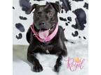 Adopt Royal a Black American Pit Bull Terrier / Mixed dog in Okatie