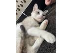 Adopt Chai (In Foster) a White Domestic Shorthair / Mixed Breed (Medium) / Mixed
