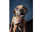 Adopt Oshea a Brown/Chocolate Mixed Breed (Large) / Mixed dog in Atlanta