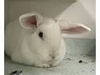 Adopt Bugs Bunny a Other/Unknown / Mixed rabbit in Brooklyn, NY (40717891)