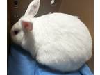 Adopt Bugs Bunny a Other/Unknown / Mixed rabbit in Brooklyn, NY (40717891)