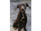Adopt Sunny Girl a Labrador Retriever / Terrier (Unknown Type