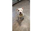 Adopt Ray a White - with Black Mixed Breed (Large) / American Staffordshire