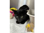 Adopt Chrissy Snow a Domestic Shorthair / Mixed (short coat) cat in Jonesboro