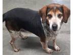 Adopt #3701 Gus a Tricolor (Tan/Brown & Black & White) Beagle / Mixed dog in