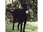 Adopt Beau a Black Labrador Retriever / Mixed dog in Centerton, AR (40075179)