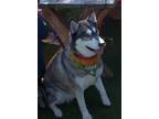 Adopt Mika a Gray/Blue/Silver/Salt & Pepper Siberian Husky / Mixed dog in