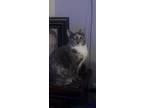 Adopt Nani a Tan or Fawn Tabby American Shorthair / Mixed (short coat) cat in