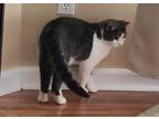 Adopt ELLIOT 2 a Gray, Blue or Silver Tabby Domestic Shorthair (short coat) cat