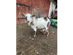 Adopt Nemo a Goat farm-type animal in Lansdale, PA (40716265)
