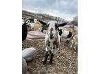 Adopt Thomas a Goat farm-type animal in Lansdale, PA (40709340)