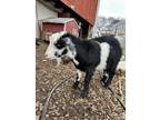 Adopt Panda Boo a Goat farm-type animal in Lansdale, PA (40709319)