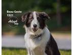 Adopt Beau Geste 1521 a Black - with White English Shepherd / Mixed dog in