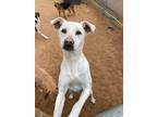 Adopt Pete a White Labrador Retriever / Jack Russell Terrier dog in Lukeville