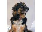 Adopt Dolly Holly a Tricolor (Tan/Brown & Black & White) Collie / Mixed dog in