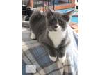 Adopt Ollie a Gray or Blue (Mostly) Russian Blue (short coat) cat in Pinehurst