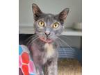 Adopt Mya a Domestic Shorthair / Mixed (short coat) cat in Bloomington