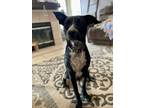 Adopt Jack SC a Black Blue Heeler dog in San Angelo, TX (40714270)