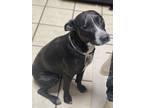 Adopt Jack SC a Black Blue Heeler dog in San Angelo, TX (40714270)