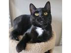 Adopt Columbia a Domestic Shorthair / Mixed (short coat) cat in Fremont