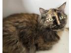Adopt Tippie a Domestic Longhair / Mixed (short coat) cat in Pittsfield