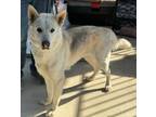 Adopt Freya a Husky / Mixed dog in Killen, AL (40696555)