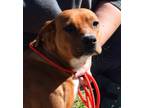 Adopt Amber a Brown/Chocolate Mixed Breed (Medium) / Mixed dog in Madison
