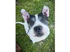 Adopt Haribu a White - with Gray or Silver Staffordshire Bull Terrier / Mixed