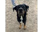 Adopt Samantha* a Black Rottweiler / Mixed dog in El Paso, TX (40688587)