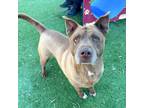 Adopt Pup a Brown/Chocolate Pit Bull Terrier / Mixed dog in El Paso