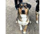 Adopt Barney* a Gray/Blue/Silver/Salt & Pepper Catahoula Leopard Dog / Mixed dog