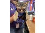 Adopt Lady Bug a Gray or Blue Domestic Shorthair / Mixed cat in El Paso