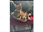 Adopt Twyla * Foster care bonded to Mutt* a Brown Tabby Domestic Shorthair /