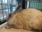 Adopt DAISY MAE a Other/Unknown / Mixed (medium coat) rabbit in Tustin