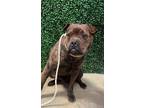 Adopt Cadbury* a Brindle Boxer / Mixed dog in El Paso, TX (40714360)