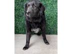 Adopt Meadow* a Black Labrador Retriever / Mixed dog in El Paso, TX (40714356)