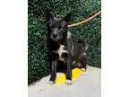 Adopt Padfoot* a Black Border Terrier / Siberian Husky / Mixed dog in El Paso